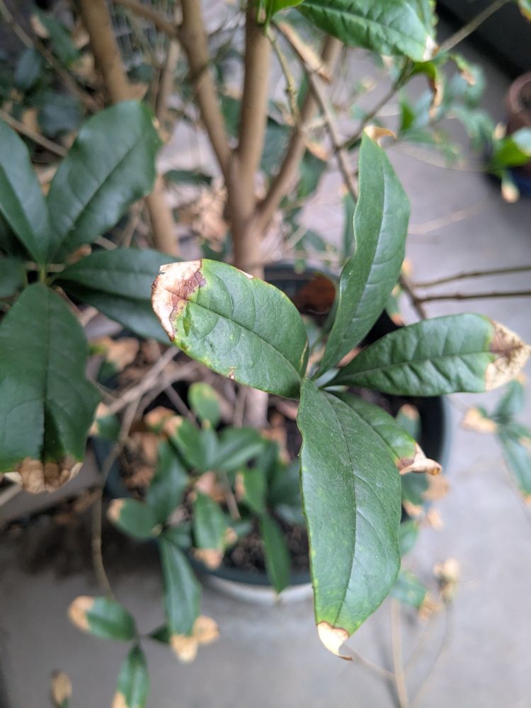 キンモクセイの葉っぱ、先が茶色く枯れている