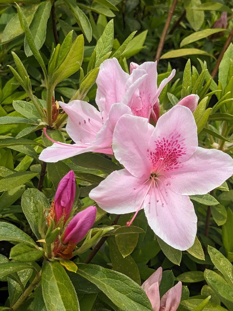 ピンクのツツジとつぼみ