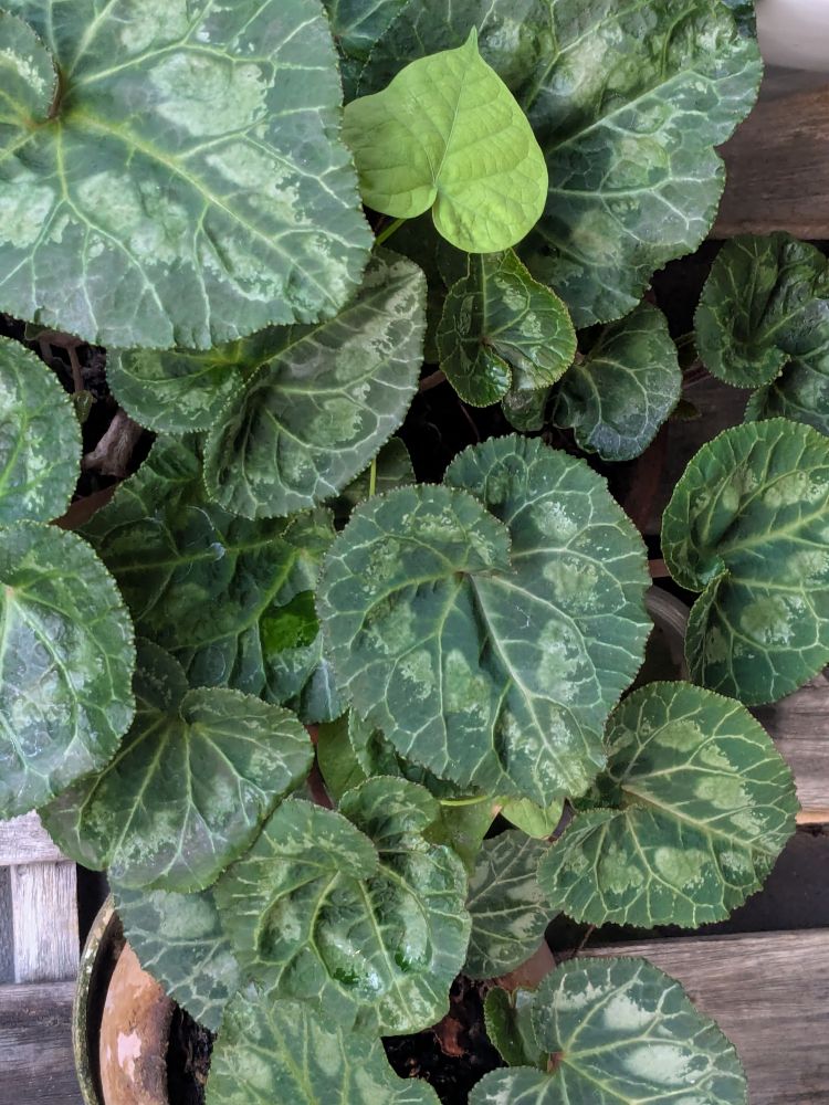 シクラメンの葉っぱ。朝顔の葉っぱ混ざっている