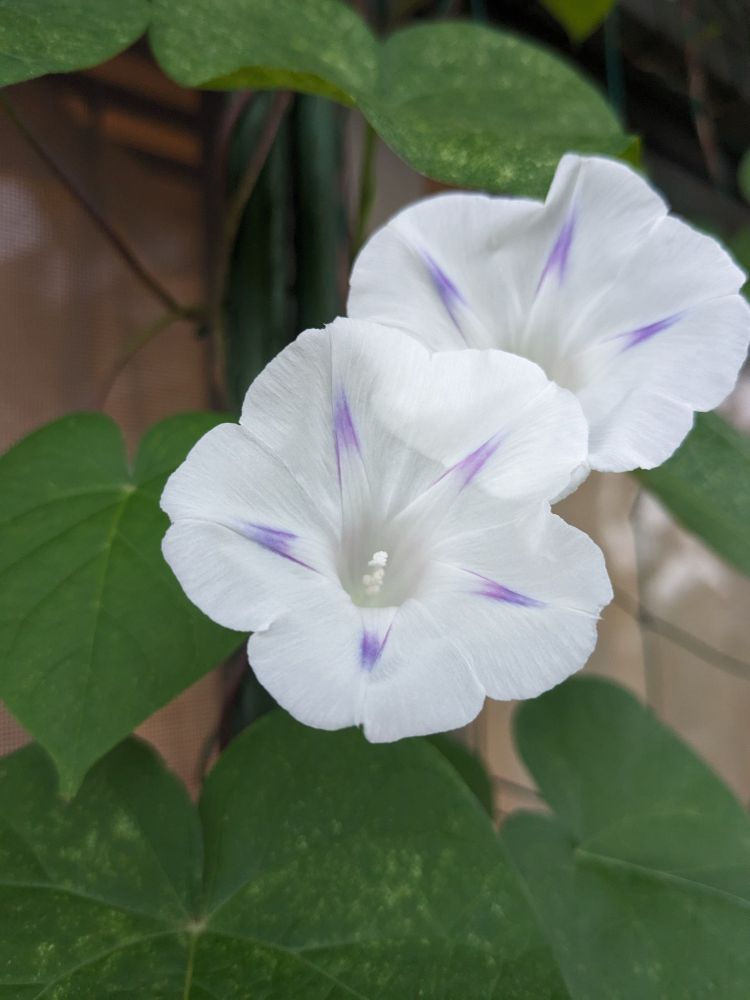 白に紫の筋、ちっこい朝顔2個