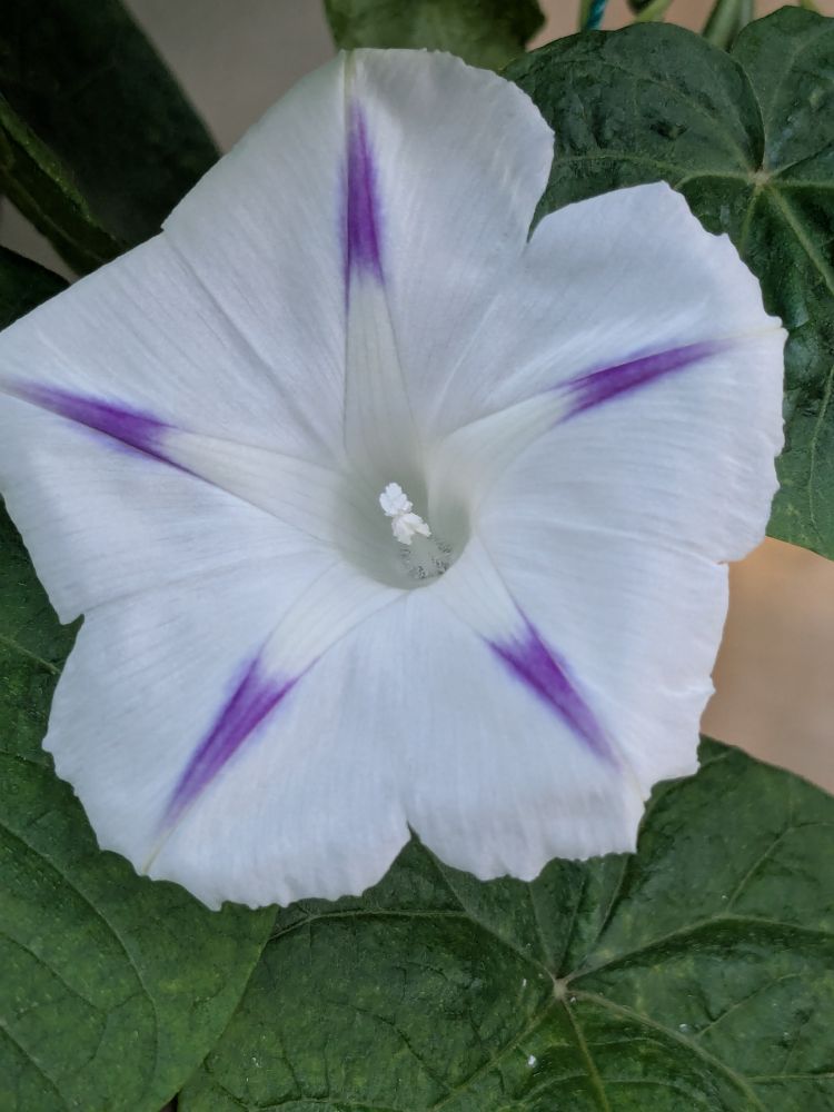 白い朝顔紫の筋