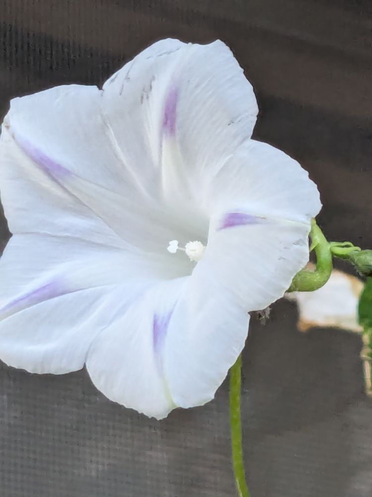 白に紫の筋の朝顔