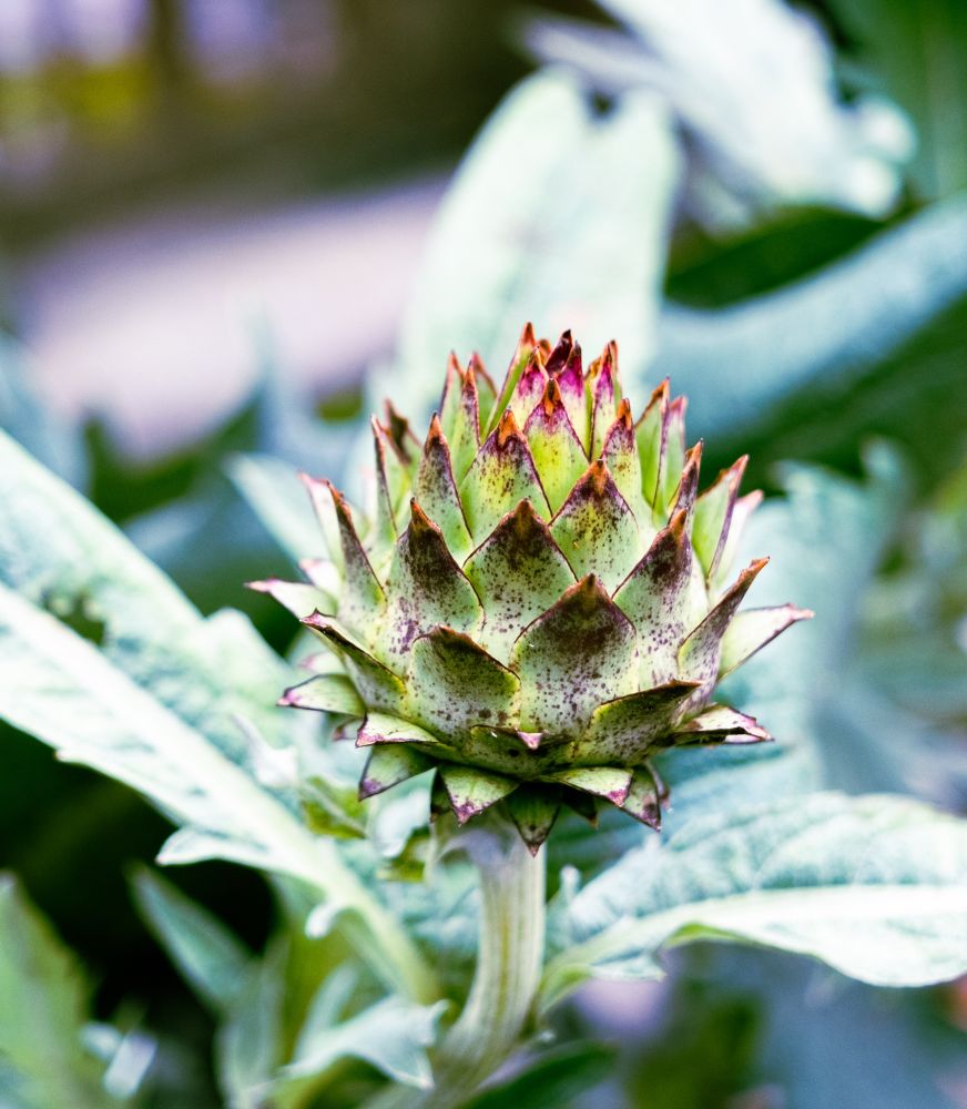 Cardoon bud showing purple tips