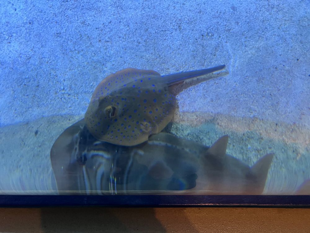 A photo of the previously described rays. The ribbontail ray has blue spots now shown in color, and the fiddler ray has white stripe patterns on its brown body.