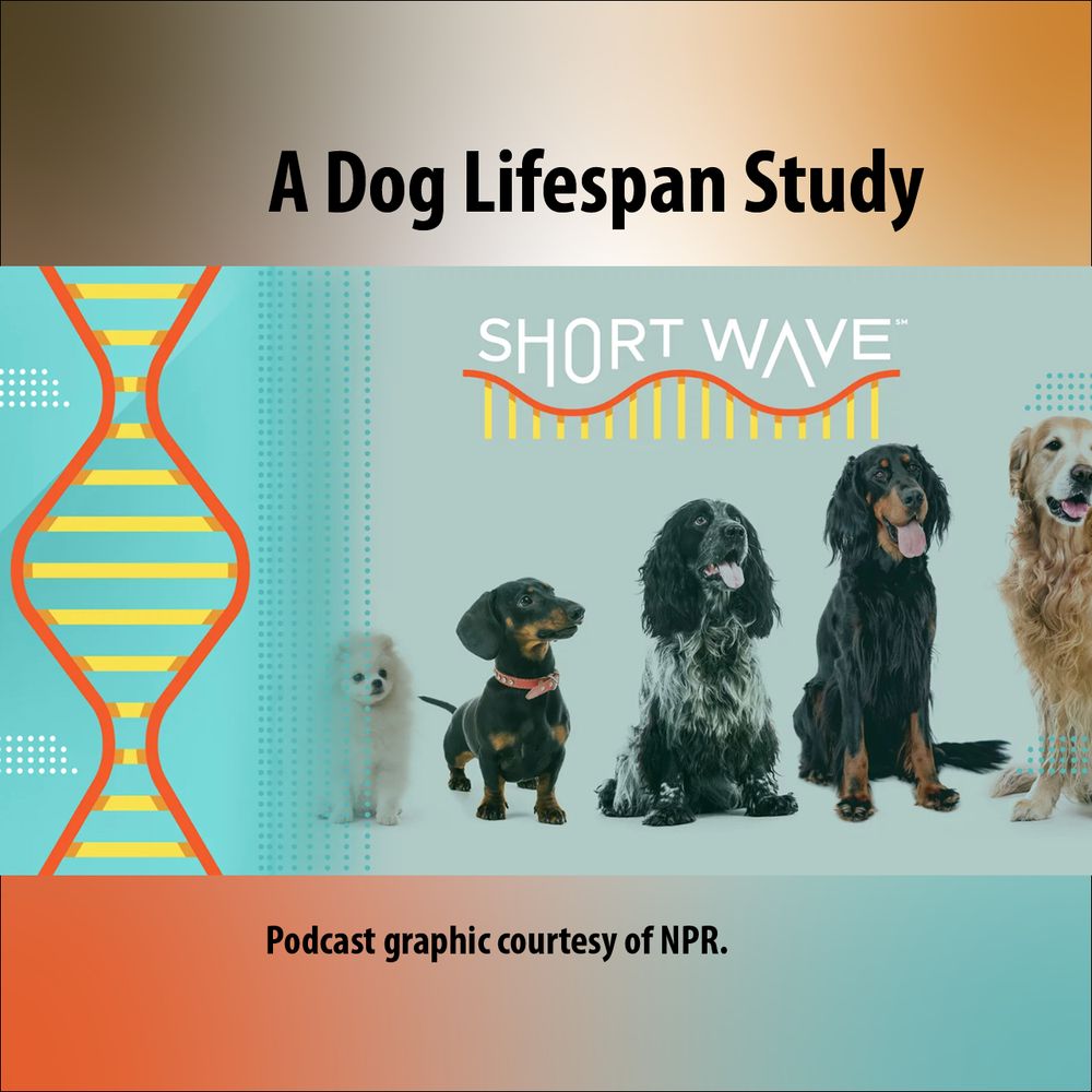 This square design centers on imagery created for the NPR science podcast “Shortwave.” On the left is the podcast’s logo, with the rest showing a lineup of dogs. Left to right in order by ascending height, they are a small white Pomeranian, a black and tan dachshund, a black and white English Springer Spaniel, a black and tan Gordon Setter, and an elderly Golden Retriever. Podcast graphic courtesy of NPR.