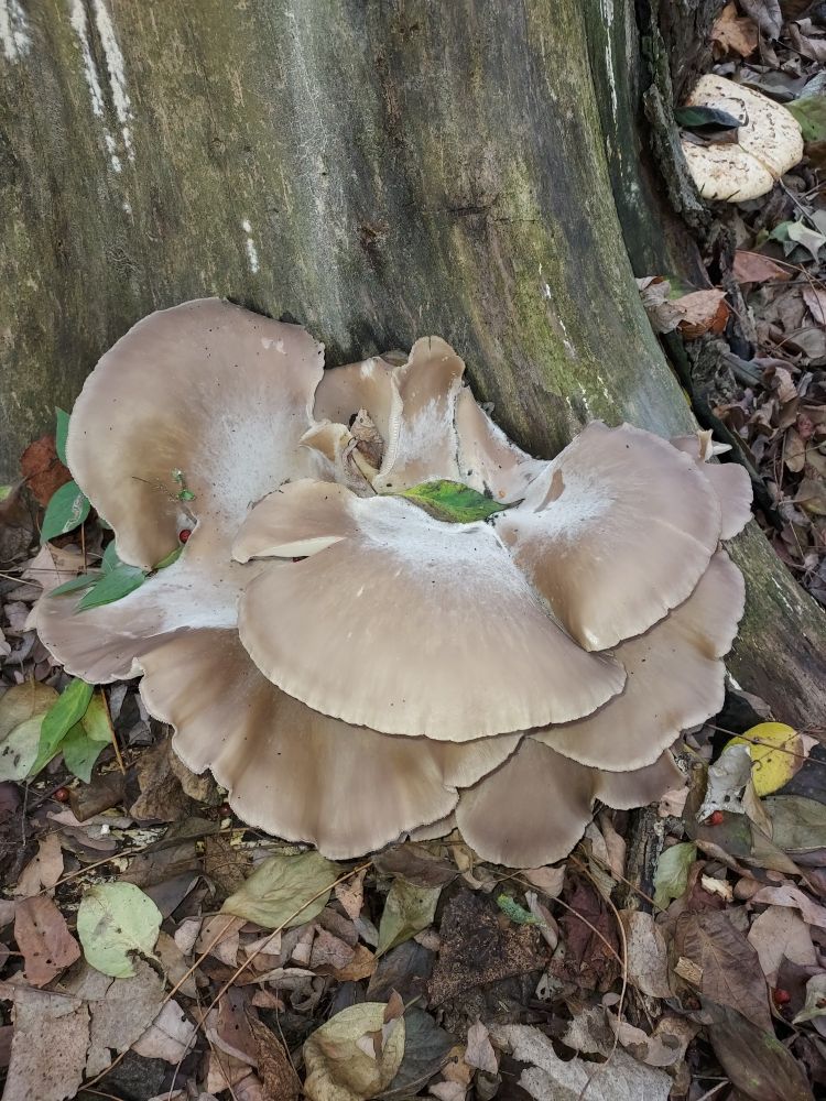 Cool mushroom on a dead tree