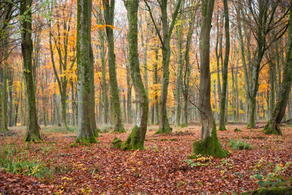 A photo of a beech trees surrounded by fallen leaves in Autumn colours.