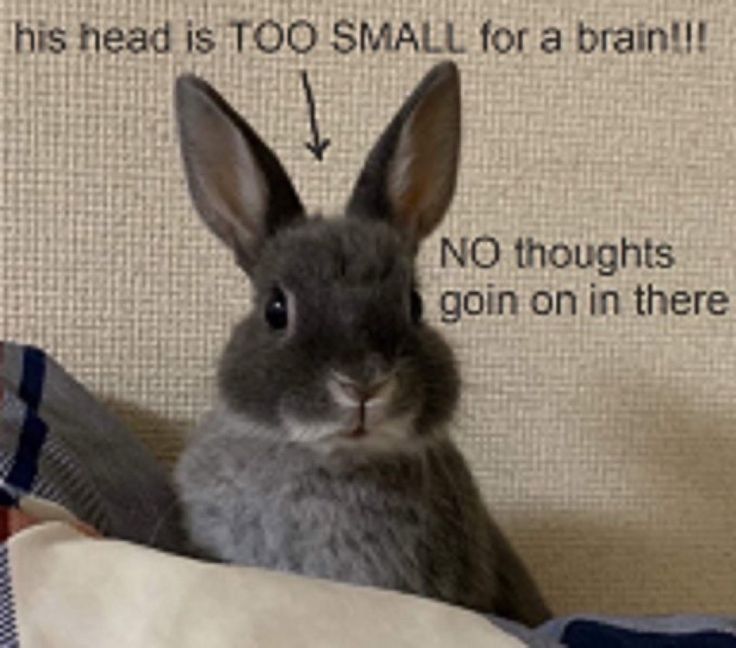 A picture of a bunny with its ears perked up and an empty expression. The text at the top says “his head is TOO SMALL for a brain.” With an arrow to its head. Next to it is text that says “No thoughts goin on in there.”