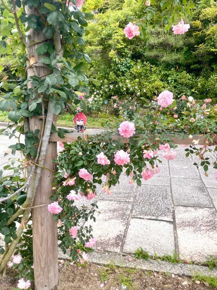 写真。どことなく誇らしげなリドぬいがバラ園の木の柵の上にちょこんと立っている。柵にはピンクのバラが絡んでたくさん咲いている。その後ろには石畳、生垣にもピンクのバラたち。