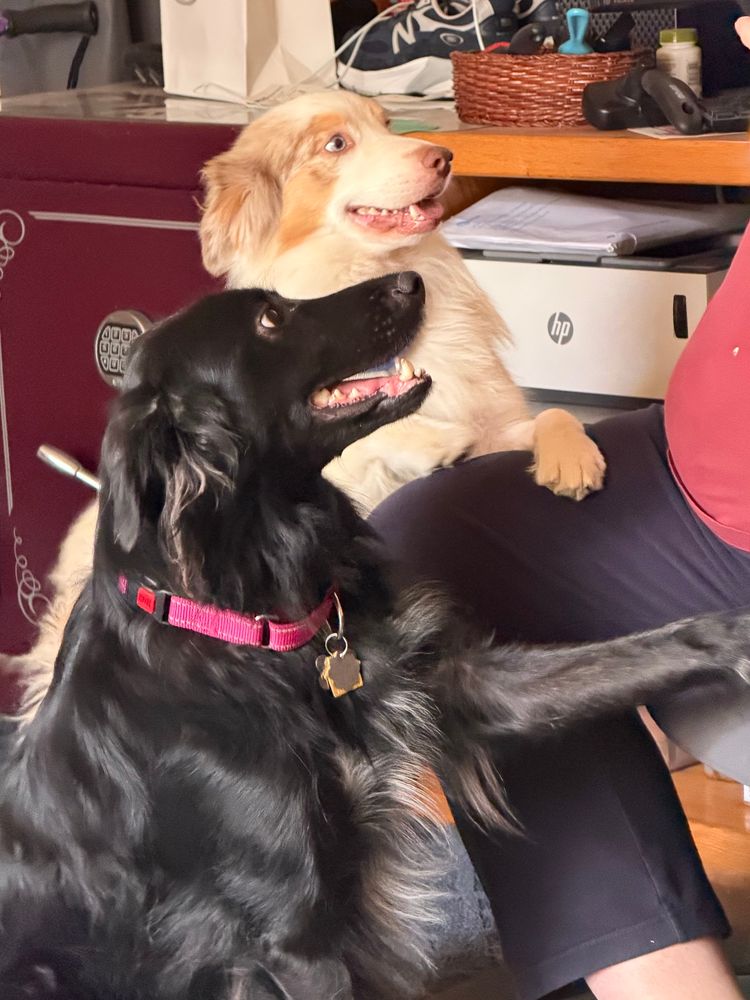 A large shiny black dog sits in front of a person with a smaller fuzzy tan and white dog stands behind her.  They both look at the person attentively.