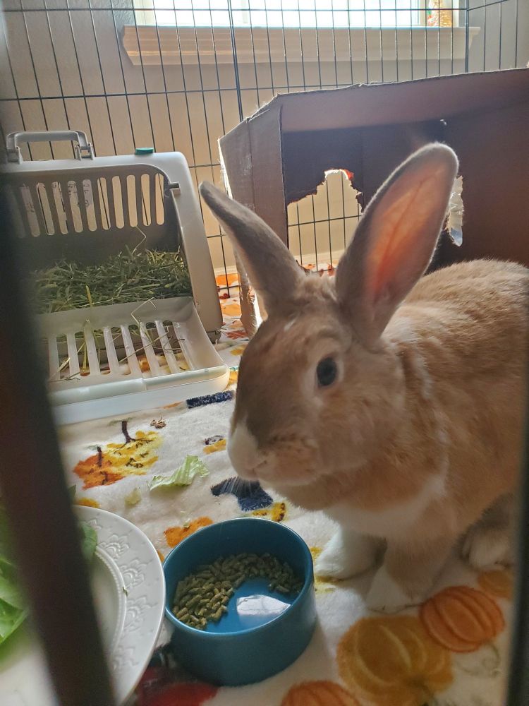 a light brown rabbit stares at you over her bowl of pellets with knowing eyes