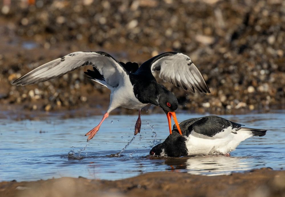 A black and white large wader stands facing left in water. Its head is submerged because a second Oystercatcher has grabbed it behind the head using its long orange beak. This second bird is a few inches airborne,  wings outstretched,  water trailing from its orange feet. A mud bank is in the foreground, and a rocky shell strewn bank is beyond the water.