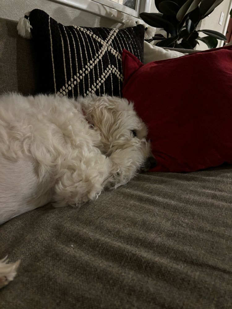 Dog napping on couch