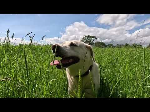 A Stroll By Strensall Common