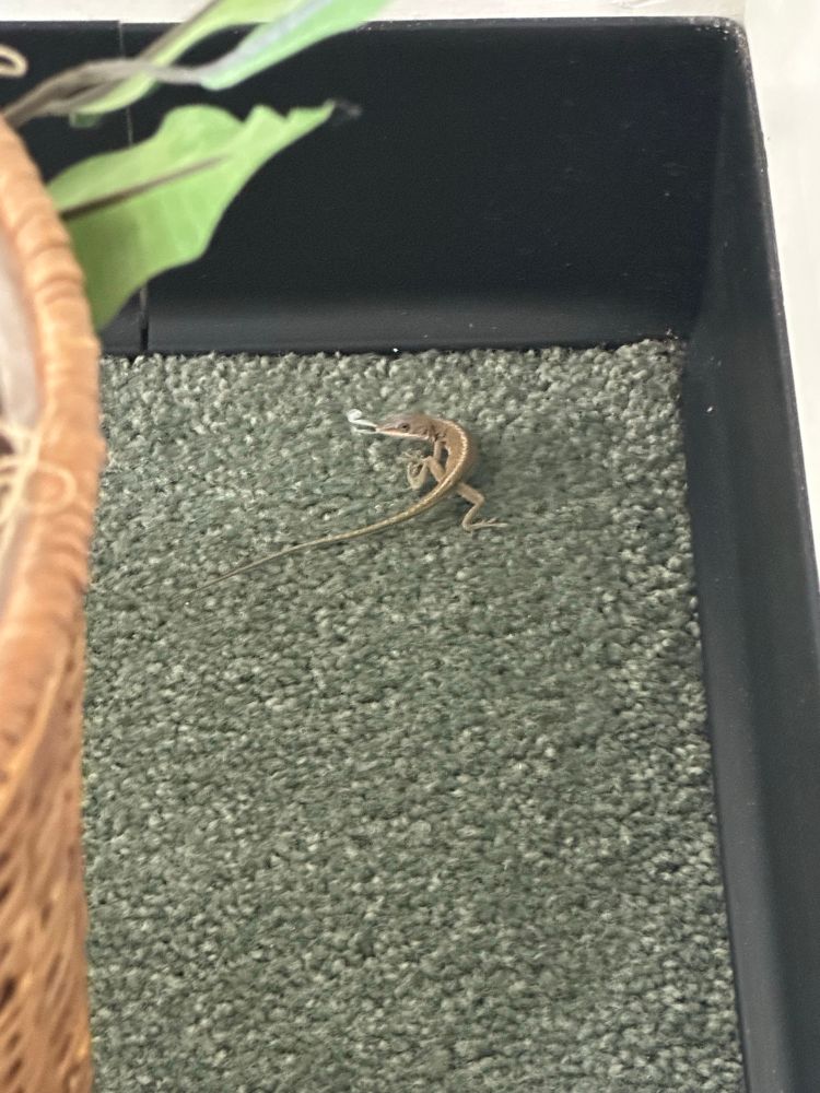 Lizard that caught a bug in the conference room 