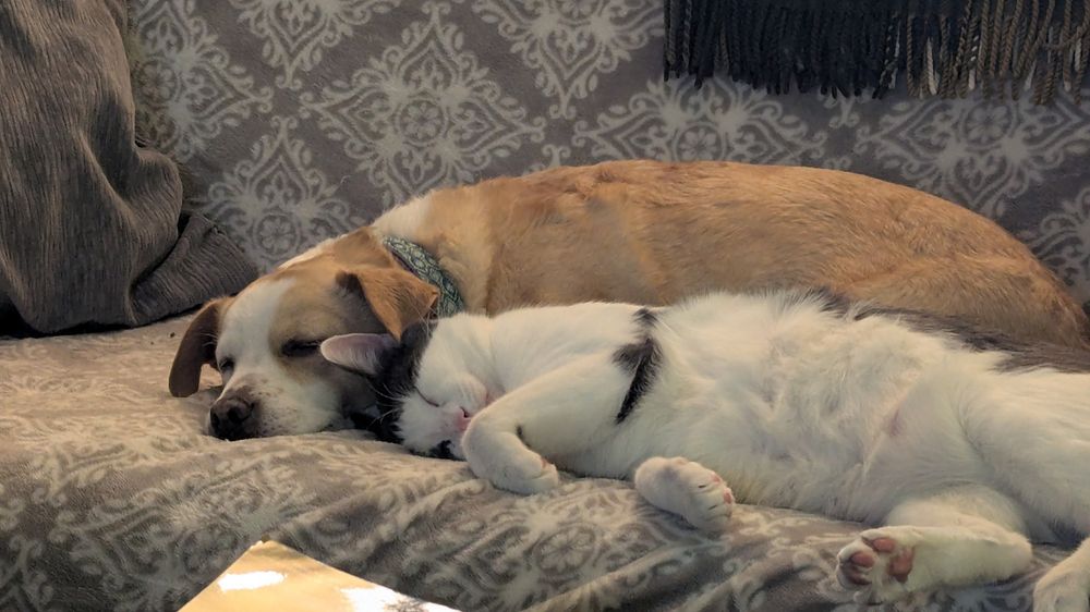 Dog and cat sleeping side by side on a couch