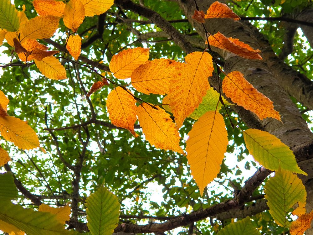 A photo taken in woodland, looking up towards yellow, orange and green leaves.