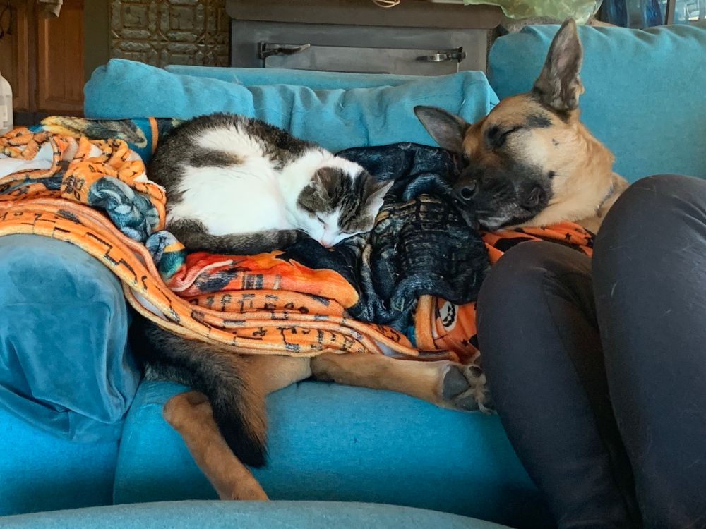 A photo of my German Shepherd, Gunnar, lying on my couch under a blanket upon which my cat, Tatsu, is sleeping.