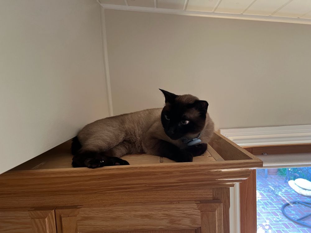 Siamese cat on top of kitchen cabinet