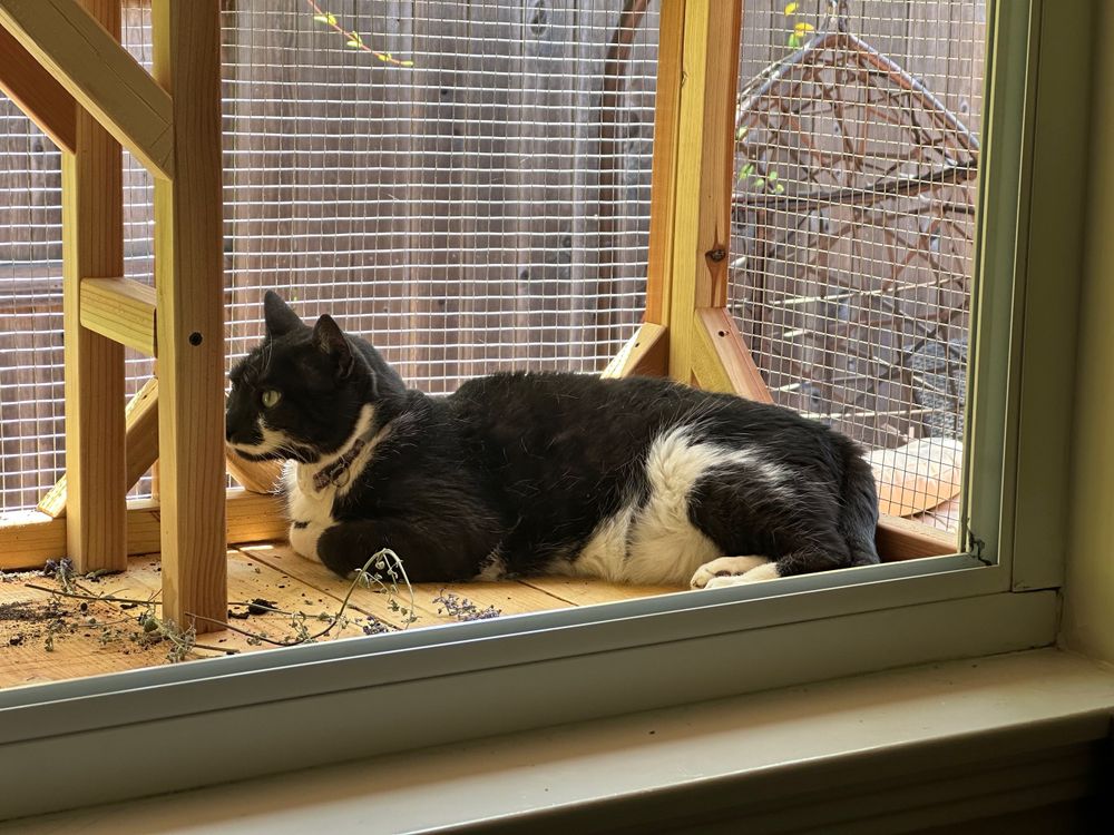 Tuxedo Cat flopped inside a catio out of a window