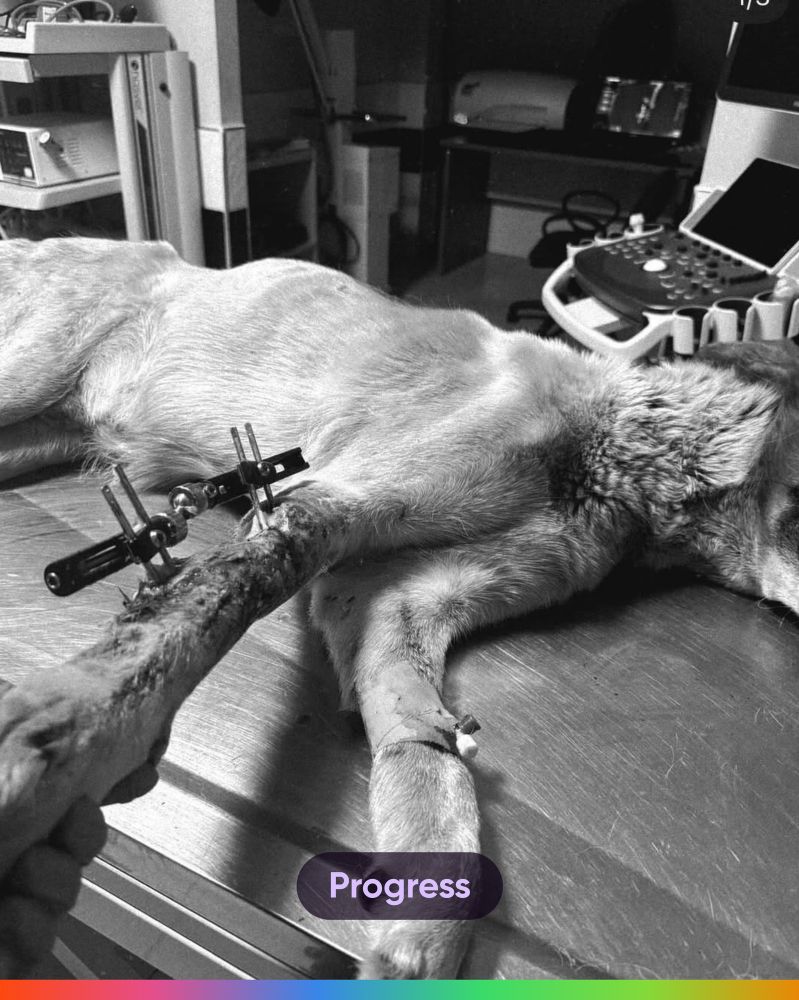 Black and white photo of a dog lying on an examination table with an external fixation device on its injured front leg.