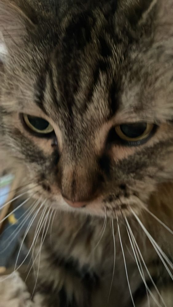 A long-haired brown cat looking very intent, she’s purring and kneading her human.