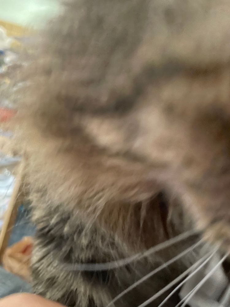 A very blurry photo of the side of a brown cat’s face.