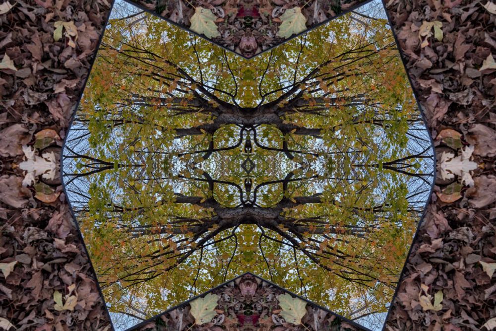 A kaleidoscopic image of brown fall leaves on the ground surrounding a trapazoidal mirror showing fall leaves in the trees with leaves of green, yellow, and orange creating fractal patterns. 