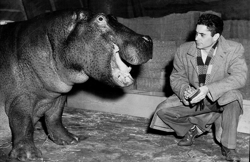 A man with a notebook and a pen crouches down next to a hippopotamus, whose mouth is slightly open. 