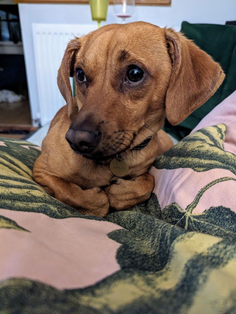 A very cute dog with his paws tucked under