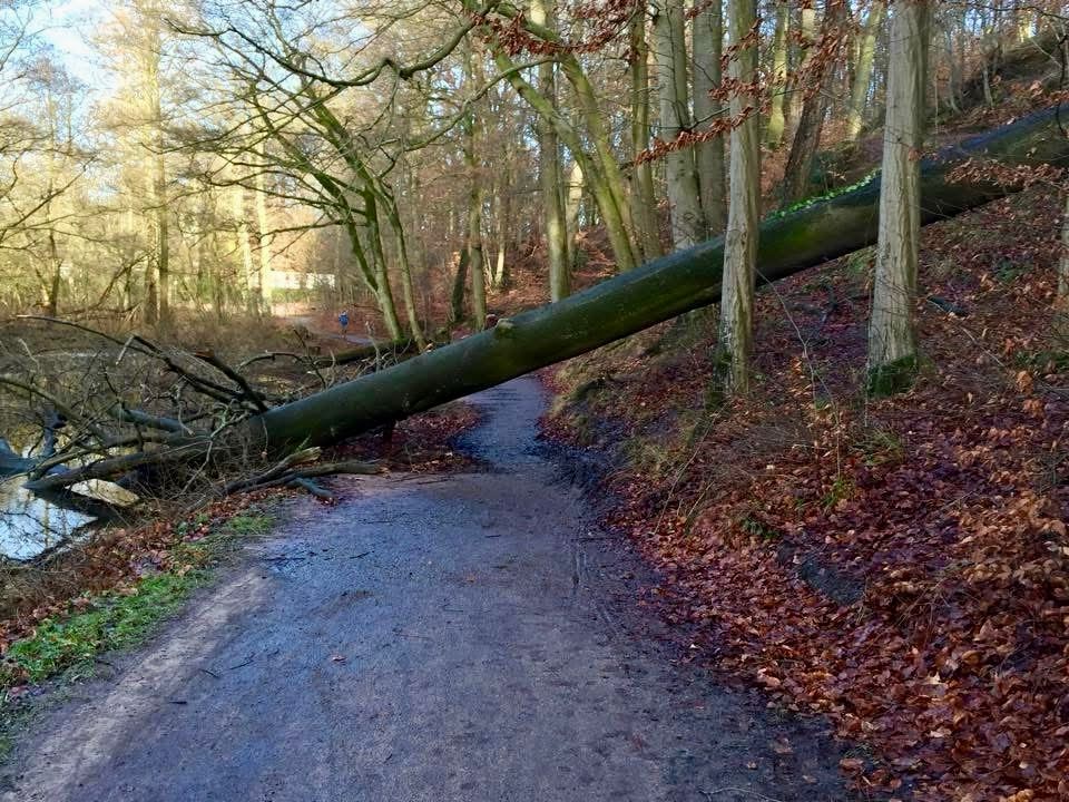 Waldweg mit umgestürztem Baum, der quer über den Weg liegt, umgeben von kahlen Bäumen und Laub auf dem Boden.