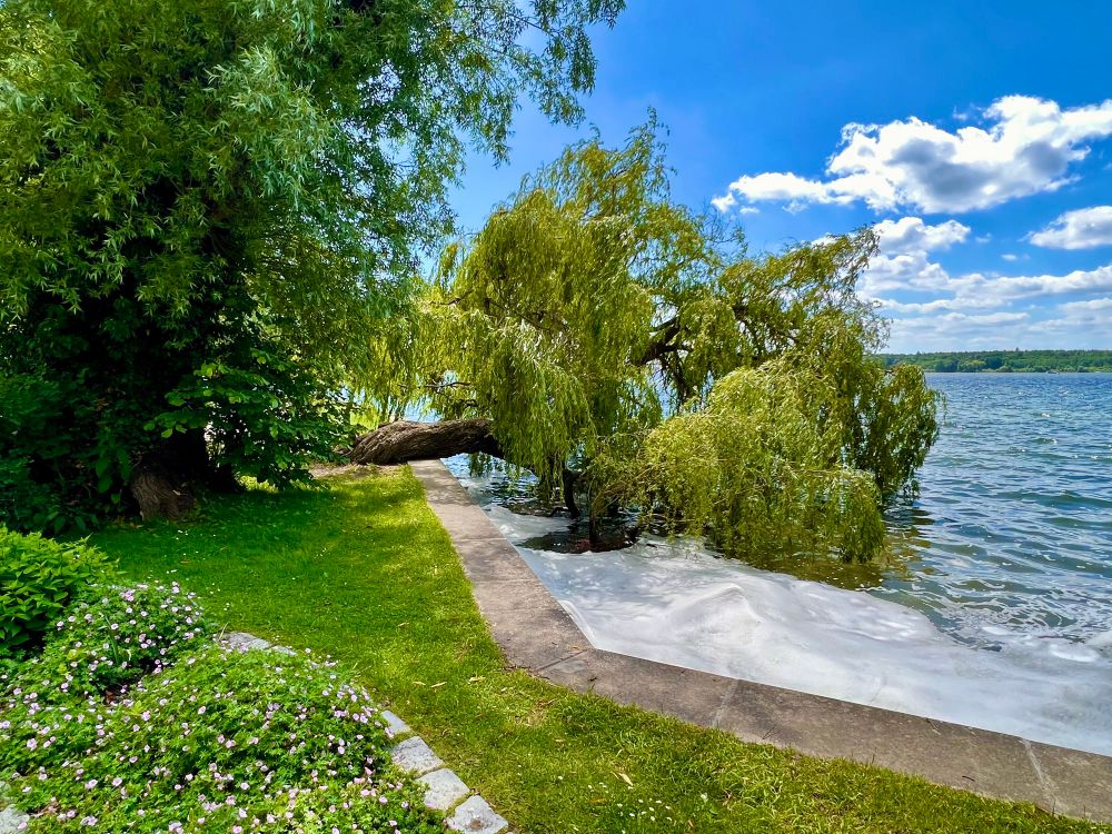 Uferweg mit grünem Gras und blühenden Pflanzen, daneben ein Baum der waagerecht am See liegt über einem See unter blauem Himmel mit Wolken.