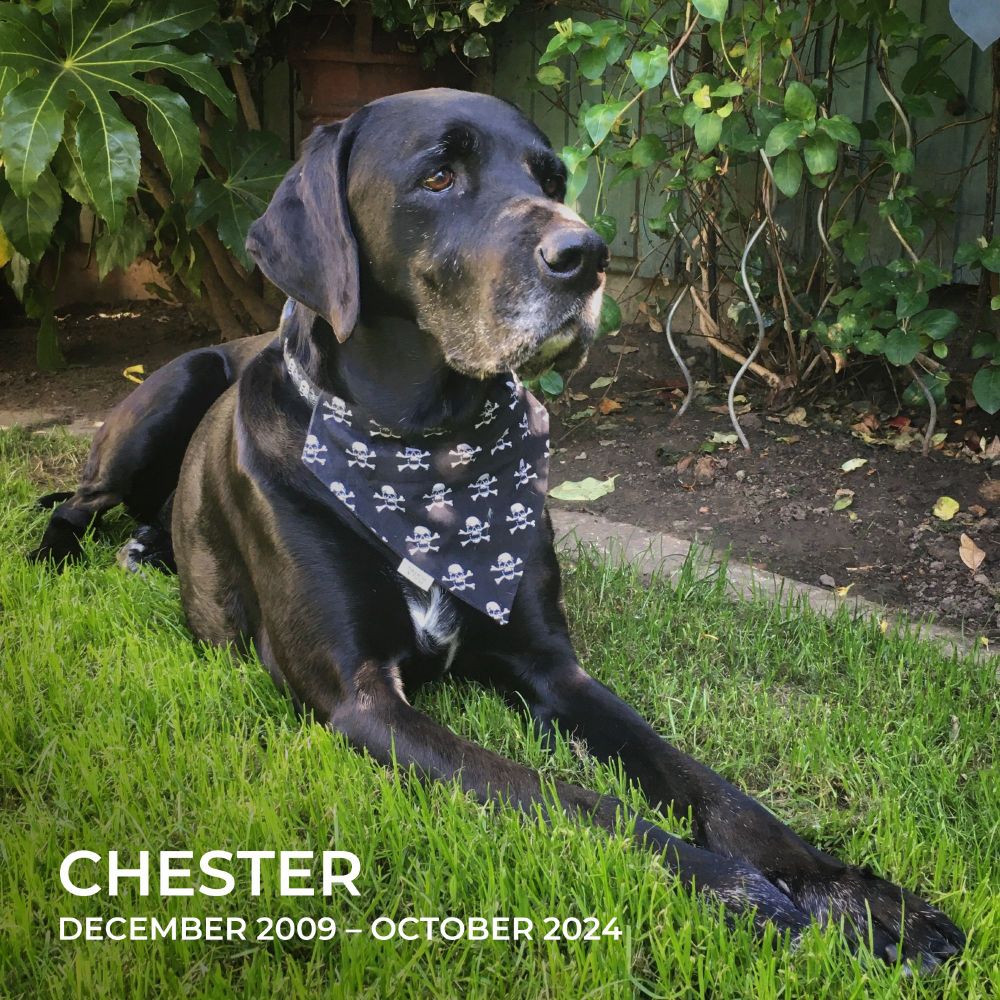 Photo of a black Labrador Pointer cross dog, wearing a bandana around his neck, laying on some grass.