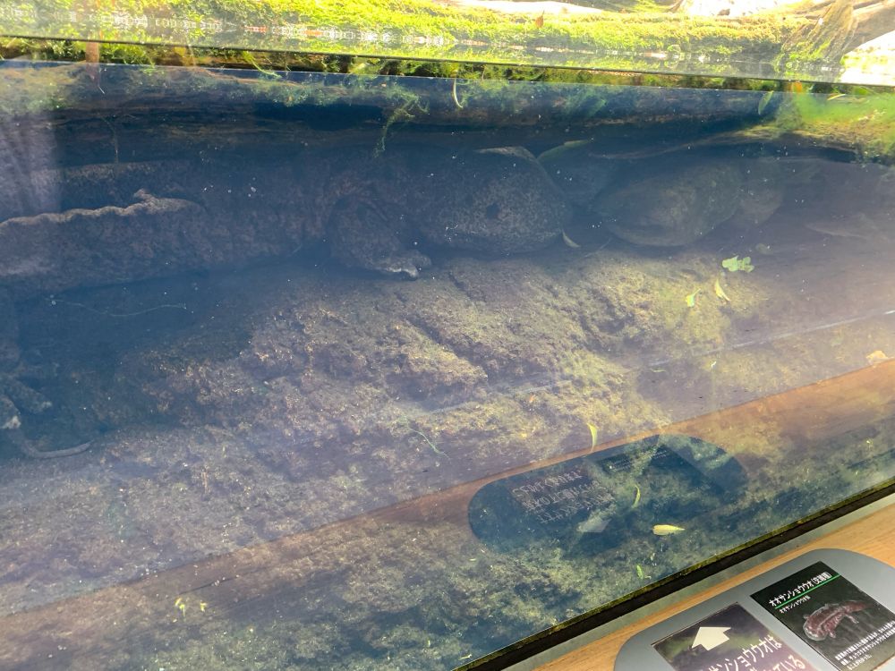 オオサンショウウオ