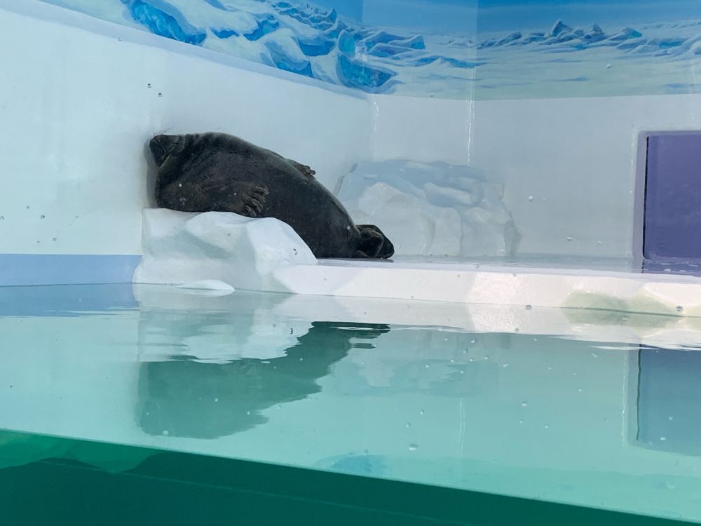 バイカルアザラシ