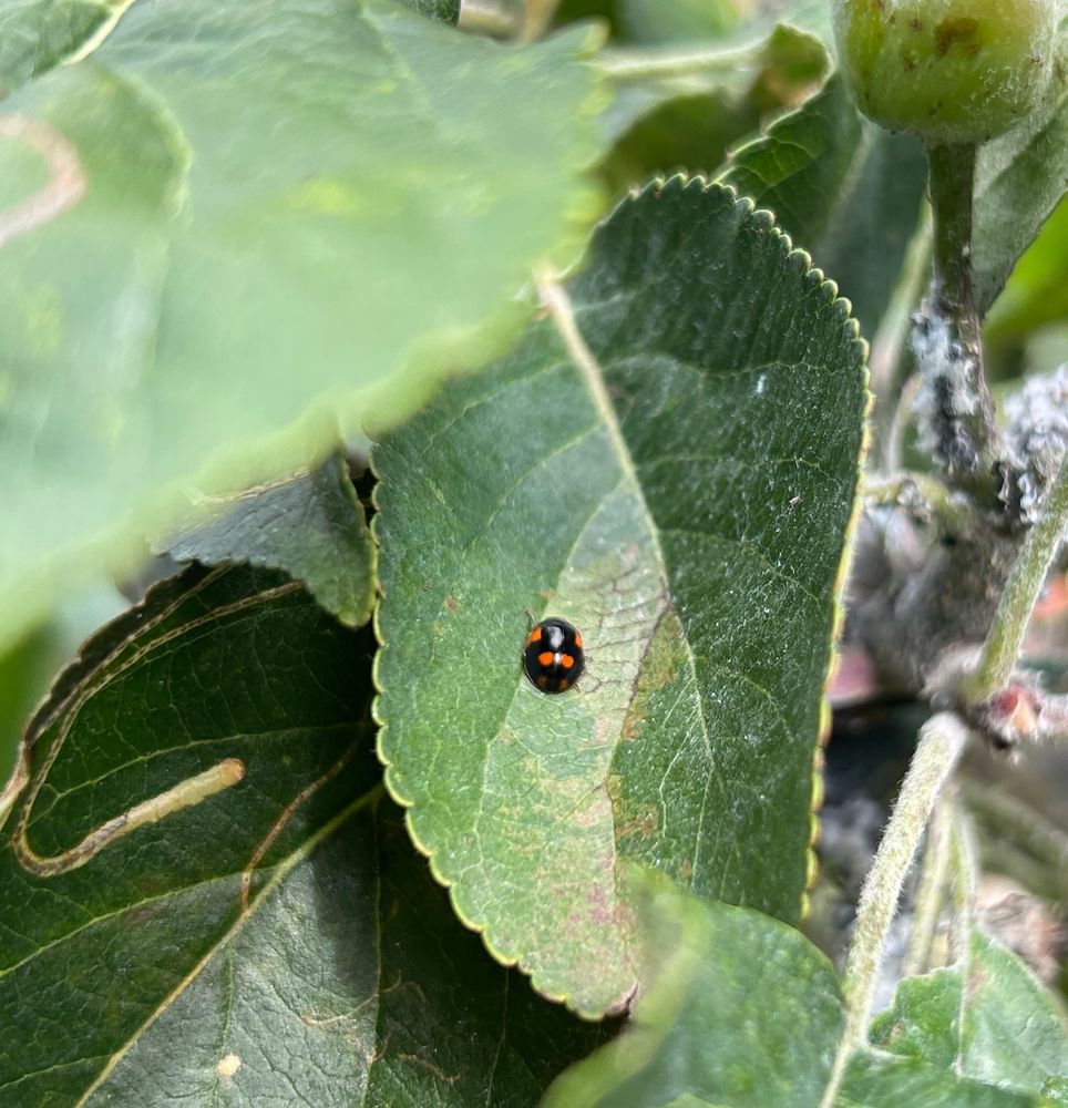 A Harlequin ladybird resting on an apple tree leaf