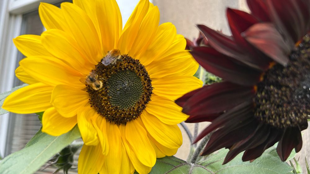 Two bees are feeding on a bright yellow sunflower’s nectar, with a dark red sunflower to its right