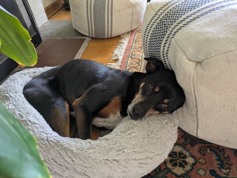 a small, shiny, mostly black hound dog, with a white speckled chest and caramel markings, including little caramel eyebrows, curled up in a dog bed, looking out with a thoughtful expression