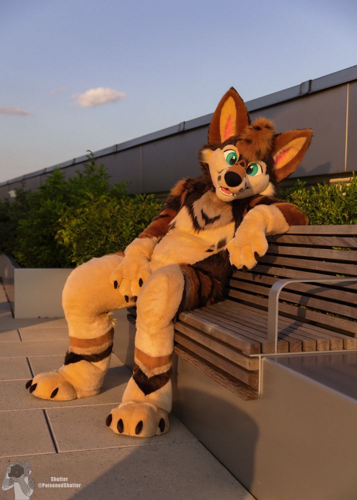 a fursuiter sitting on a bench illuminated by the setting sun