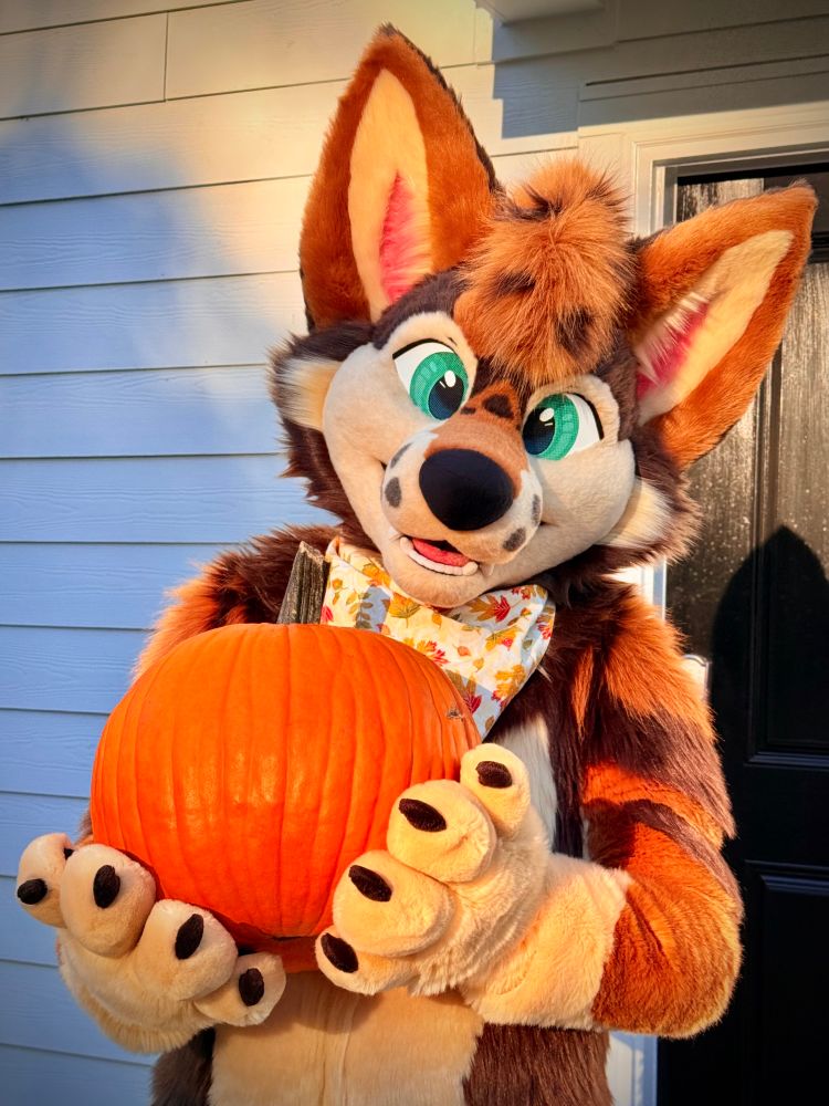A coyote fursuiter holding a pumpkin