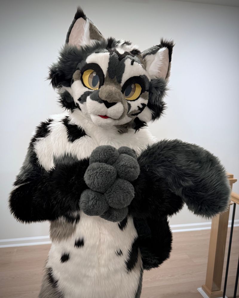 a cat fursuiter looks at the camera 