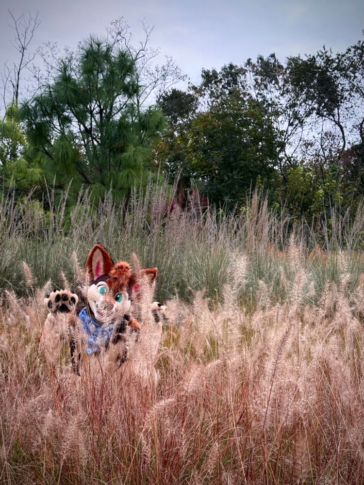 a photo of a fursuiter concealed in tall grass in a mock-“aggressive” posture 
