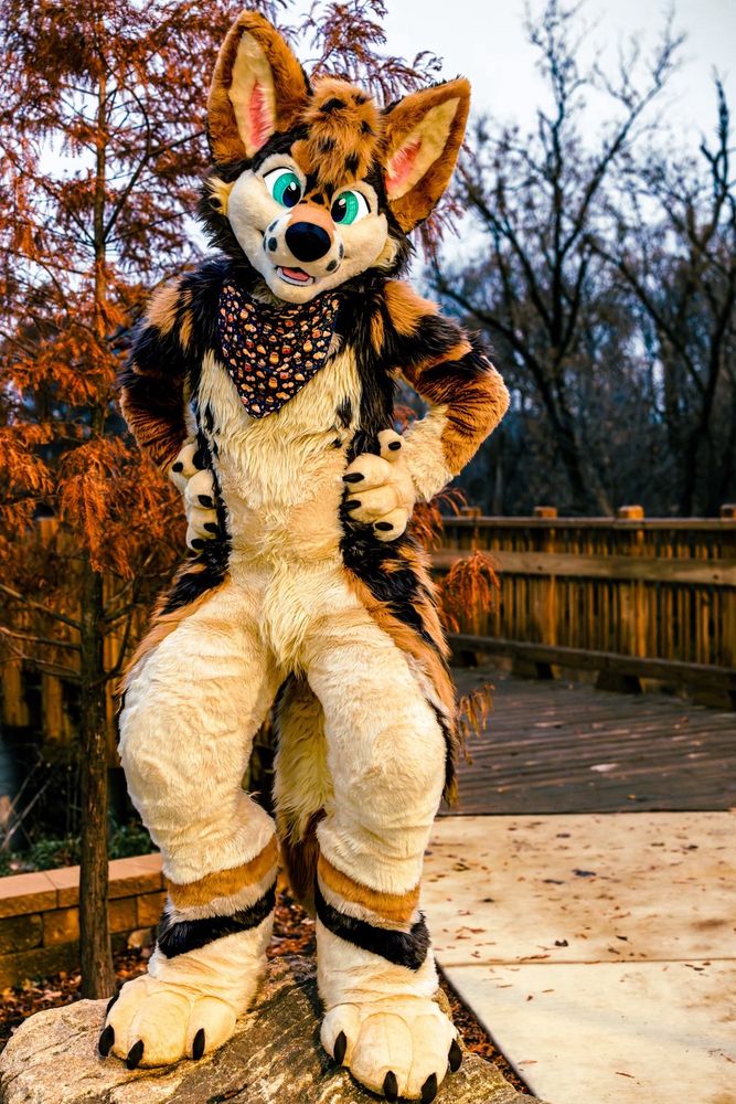 A coyote fursuiter stands on a small rock next to a trail