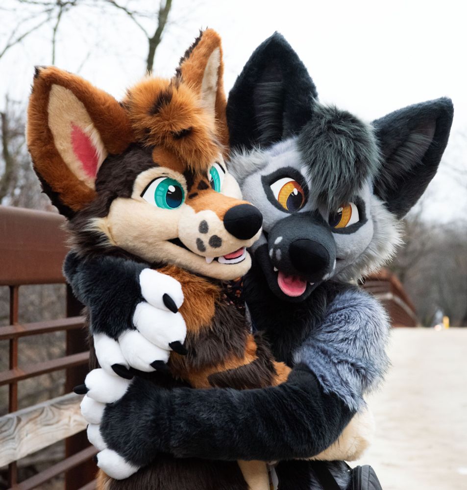 A coyote fursuiter and a silver fox fursuiter embrace for the first time.