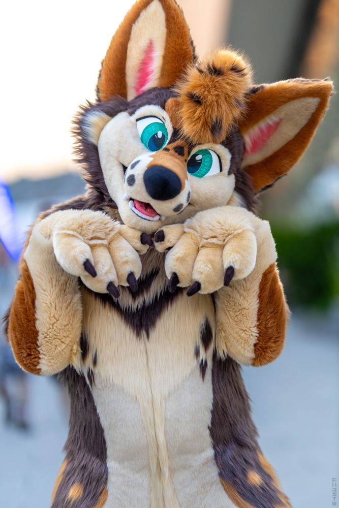 a coyote fursuiter poses adorably for the camera