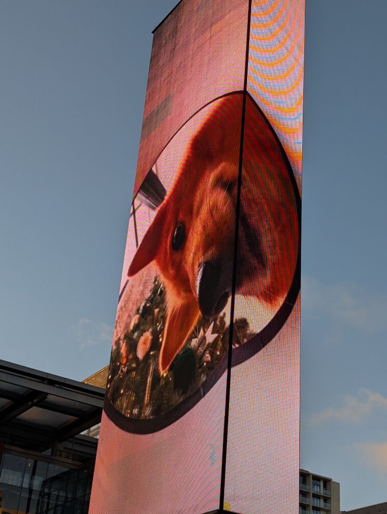 A dog on a massive wrap around screen pillar