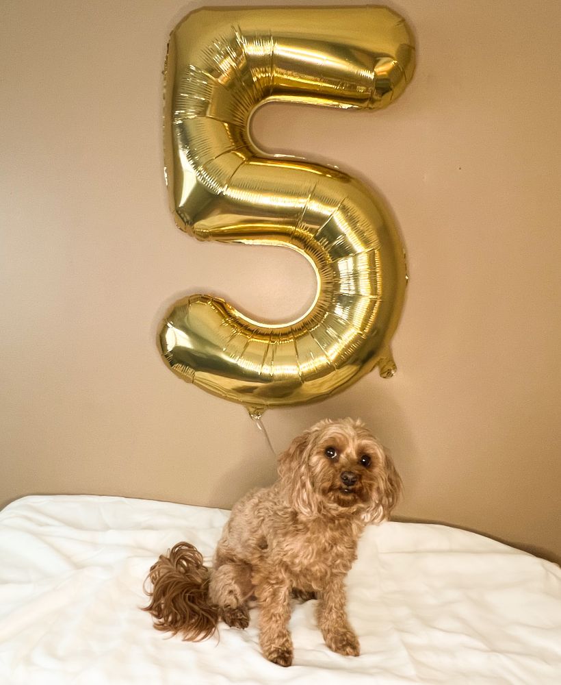 Trepidatious Cavapoo allows owner to take staged photographs for her birthday.