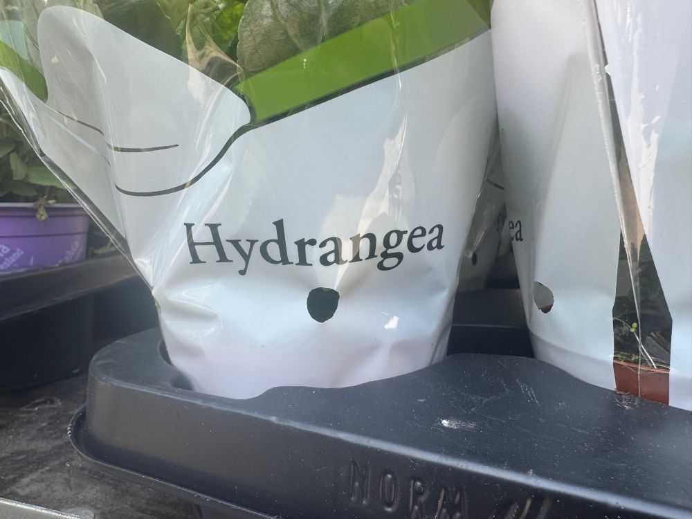 Topfpflanze, die mit einer Folie eingepackt ist, auf der „Hydrangea“ steht.