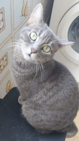 Selena sucht ein Zuhause