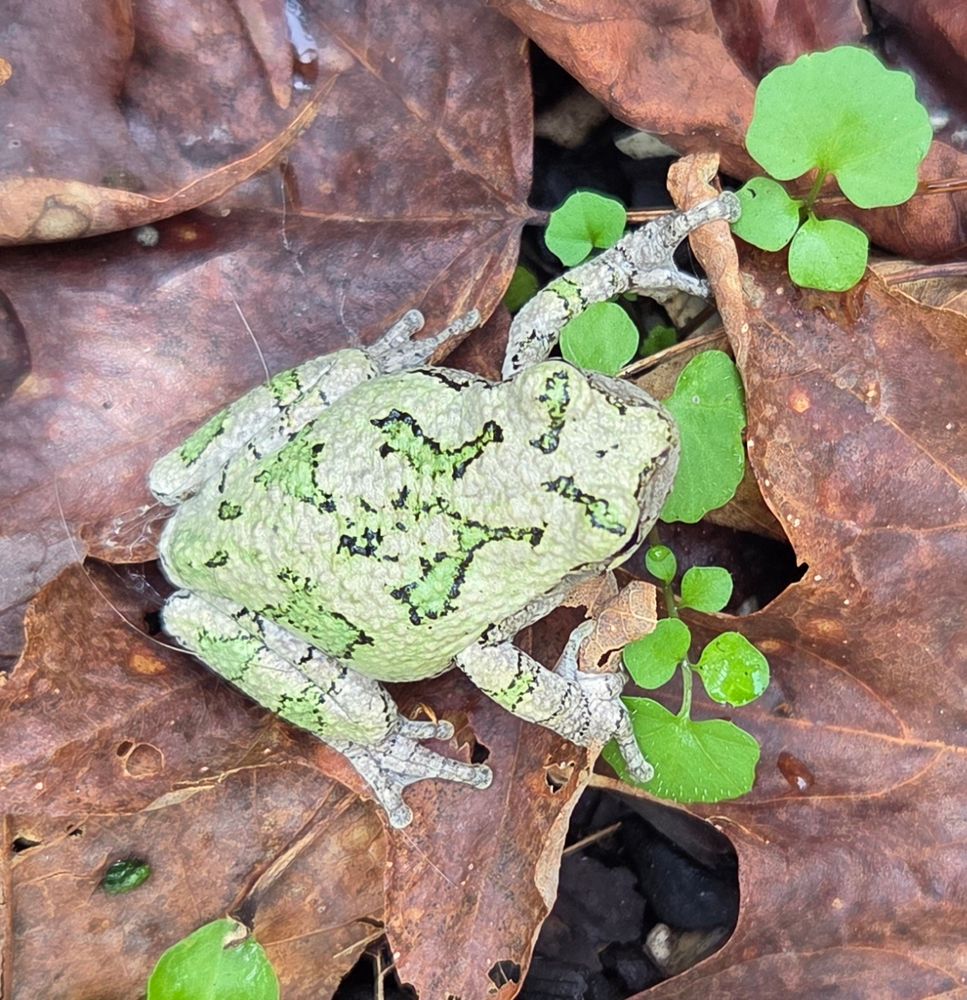 Hyla versicolor (grey tree frog) a tiny frog with patches of grey and green coloring,  rests in fallen brown maple leaves and emerging round, green leaves